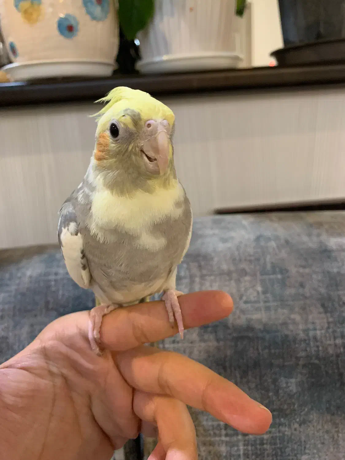 عروس هلندی نردوکت ابلغ بدون قفس معاوضه ندارم|پرنده|تهران, شیخ هادی|دیوار