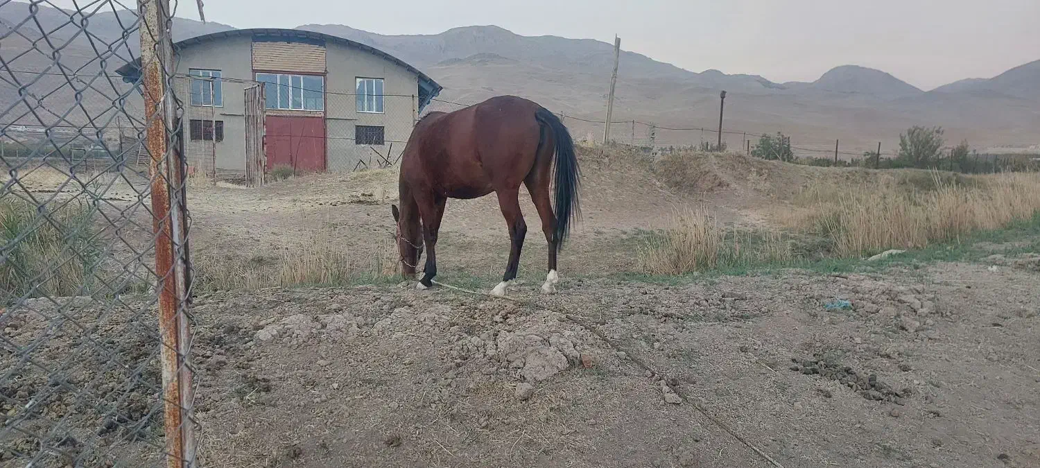 مادیان ۳ سال کاملا سالم|اسب و تجهیزات اسبسواری|فارسان, |دیوار