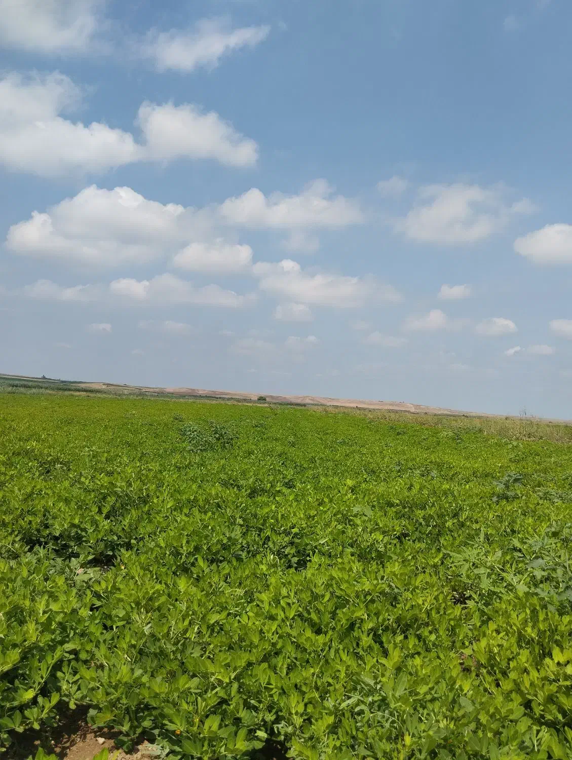 اجاره  برای کاشت  سیر واقع 2هکتار کانال 7|فروش دفتر صنعتی، کشاورزی، تجاری|پارسآباد, |دیوار