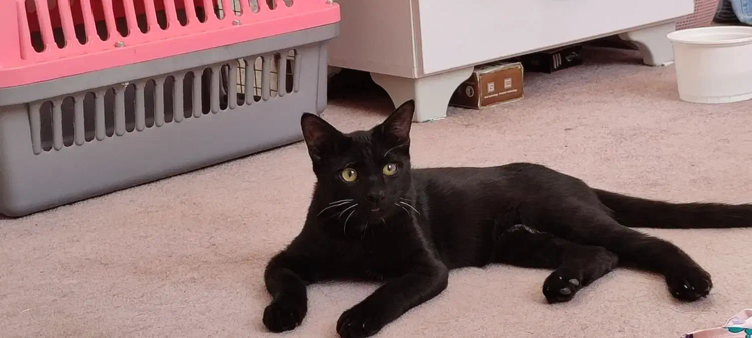 واگذاری رایگان|گربه|پیشوا, |دیوار