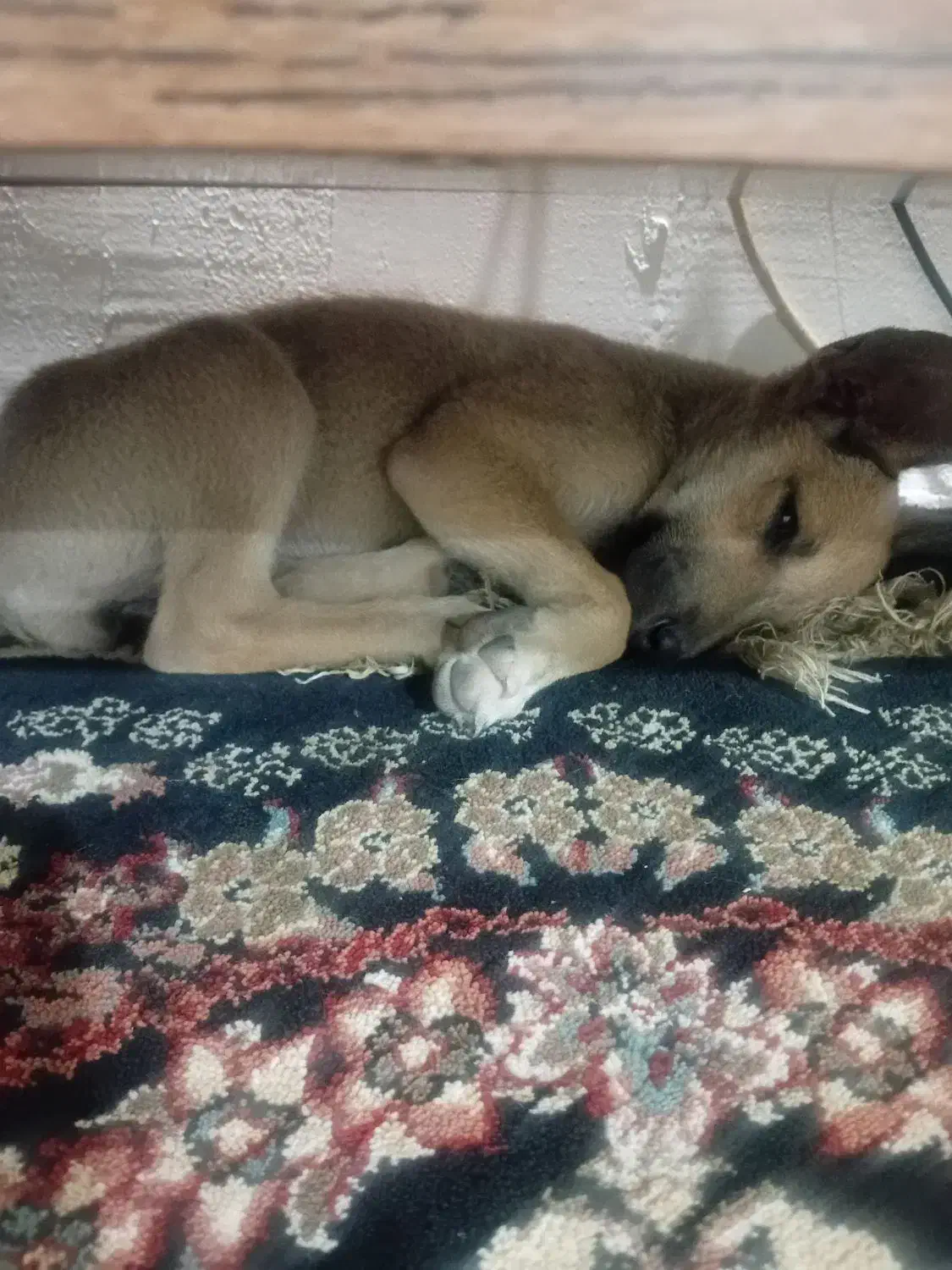 فروش|سگ|پاکدشت, پاکدشت (مامازند)|دیوار