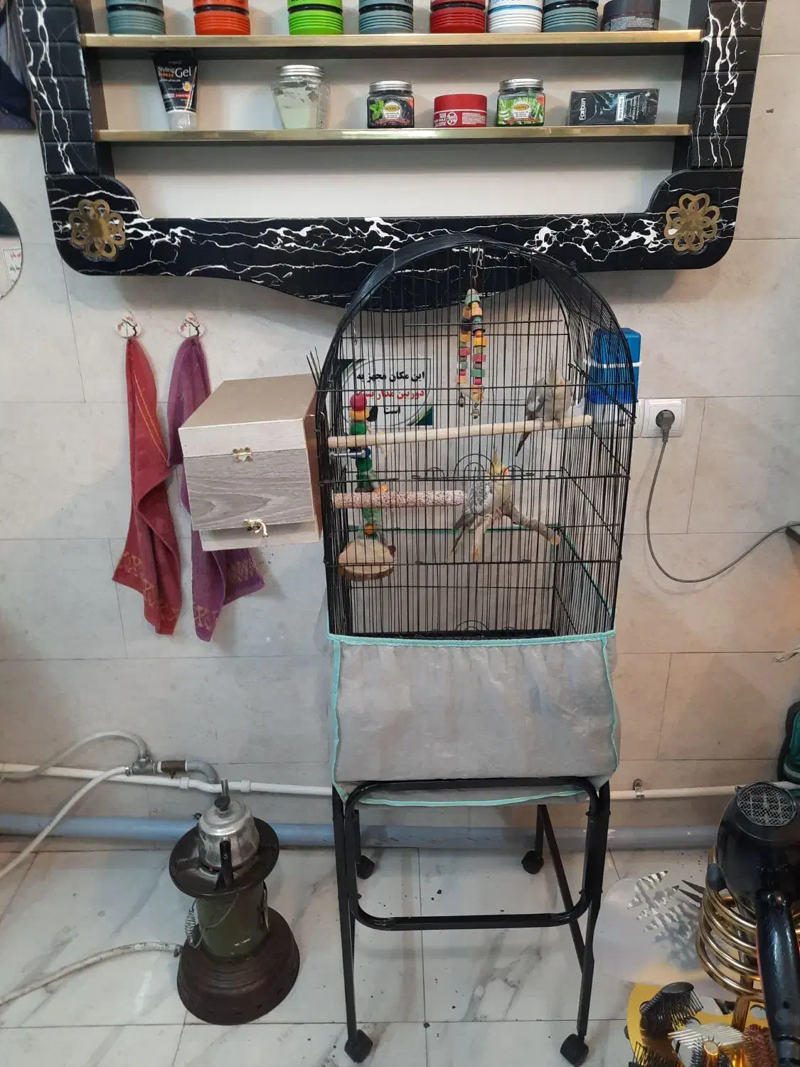 عروس هلندی جفت مست مولد ملنگو گیرینچیک|پرنده|تهران, منیریه|دیوار