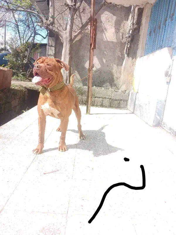 یه جفت سگ|سگ|رشت, کوی قدس|دیوار