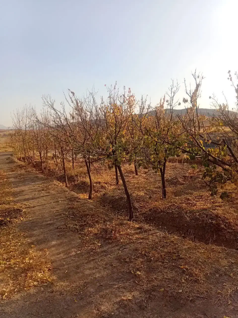 باغ فروشی با امتیازات کامل|فروش خانه و ویلا|فریمان, |دیوار