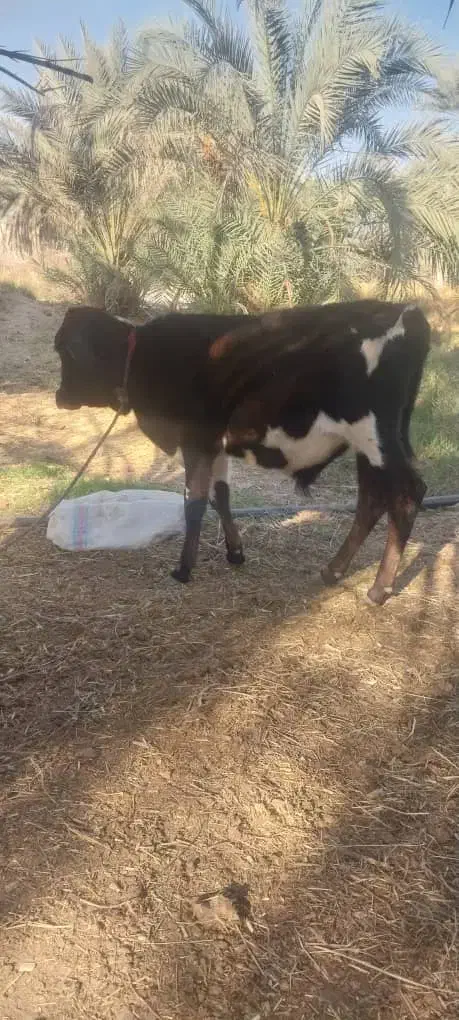 دوتا گوساله نر|حیوانات مزرعه|جیرفت, |دیوار