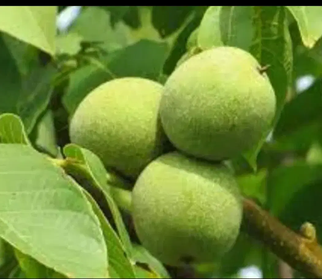 گردو|خوردنی و آشامیدنی|تبریز, |دیوار