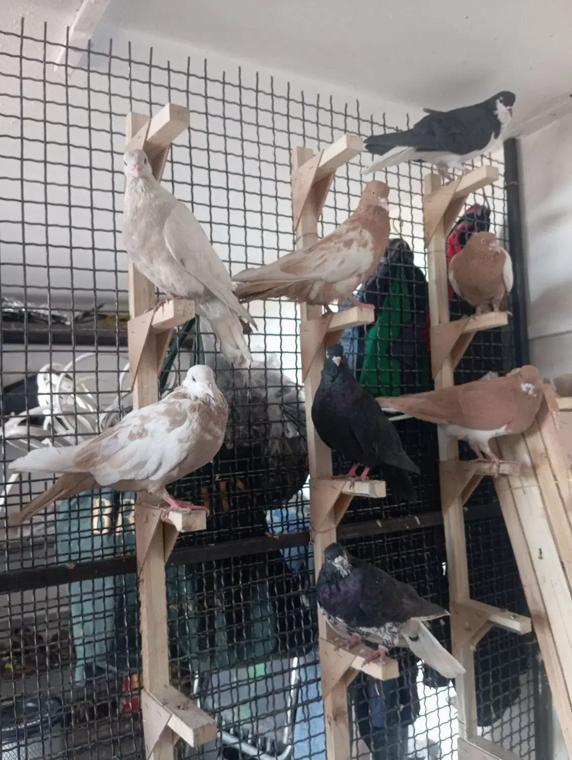 چندتا کفتر هوایی گرفتنی. فقط رو هم|پرنده|شیراز, وزیرآباد|دیوار