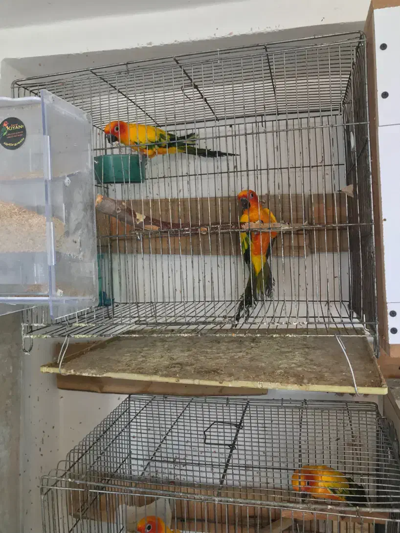 طوطی خورشیدی سانکانور خالص۱۰جفت|پرنده|تبریز, |دیوار