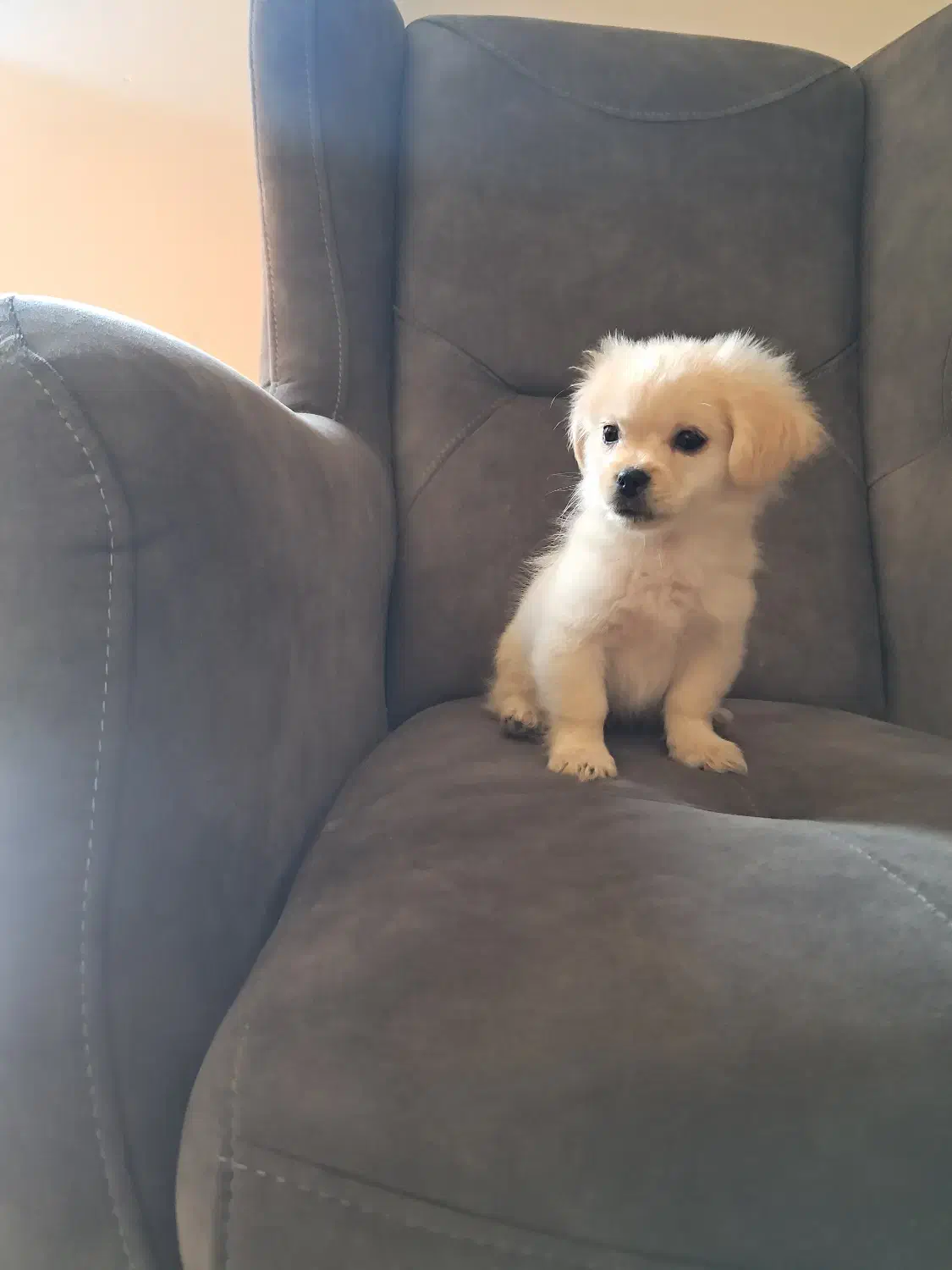 فروش|سگ|تنکابن, |دیوار