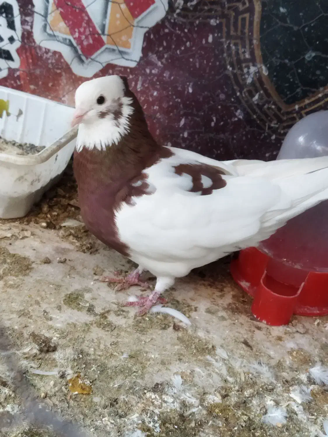 کبوتر جوانه|پرنده|ایلام, |دیوار