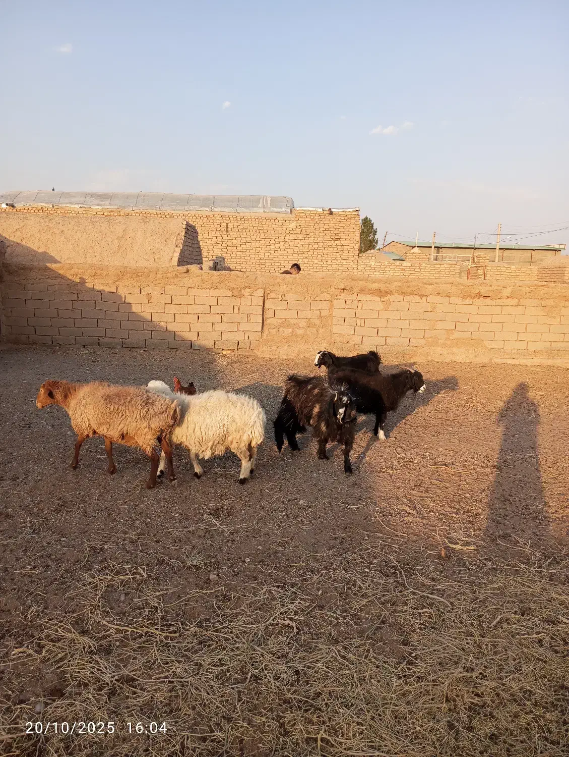گوسفند|حیوانات مزرعه|سده (خراسان جنوبی), |دیوار
