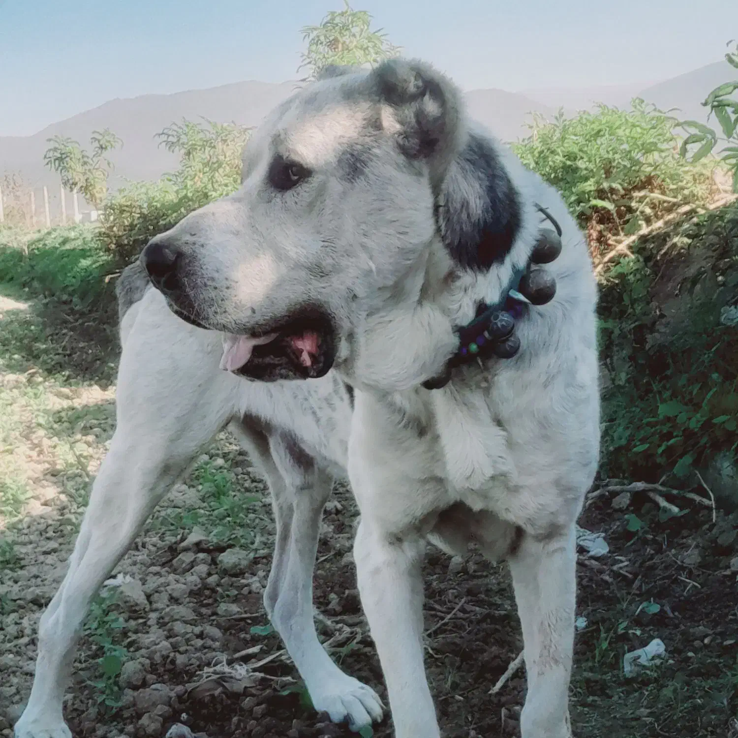 واگذاری سگ الابای|سگ|تربت جام, معدآباد|دیوار