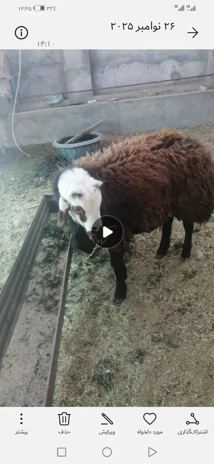 فروش بره قوچی هترو ونر بز پاکستانی 10 ماهه|حیوانات مزرعه|سلامی, |دیوار
