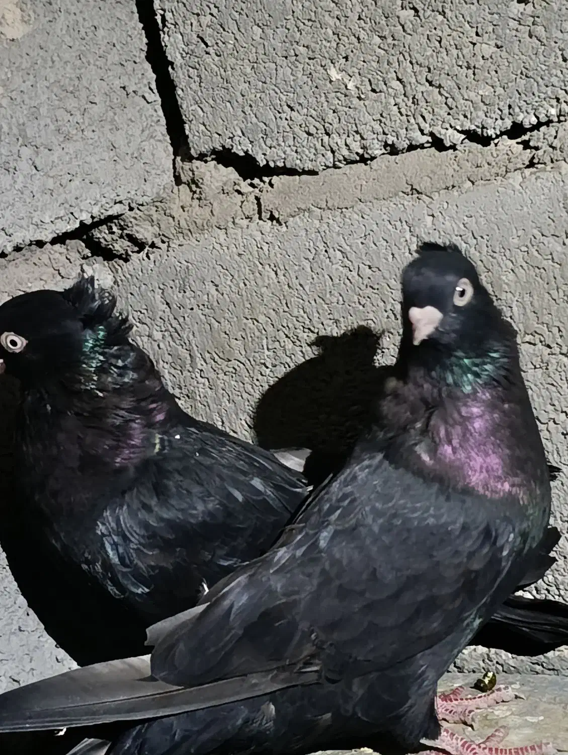 تعدادی کبوتر|پرنده|جیرفت, |دیوار