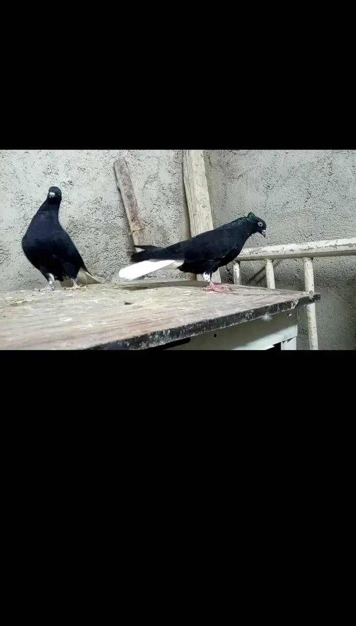 اشعل ماده|پرنده|مسجد سلیمان, |دیوار