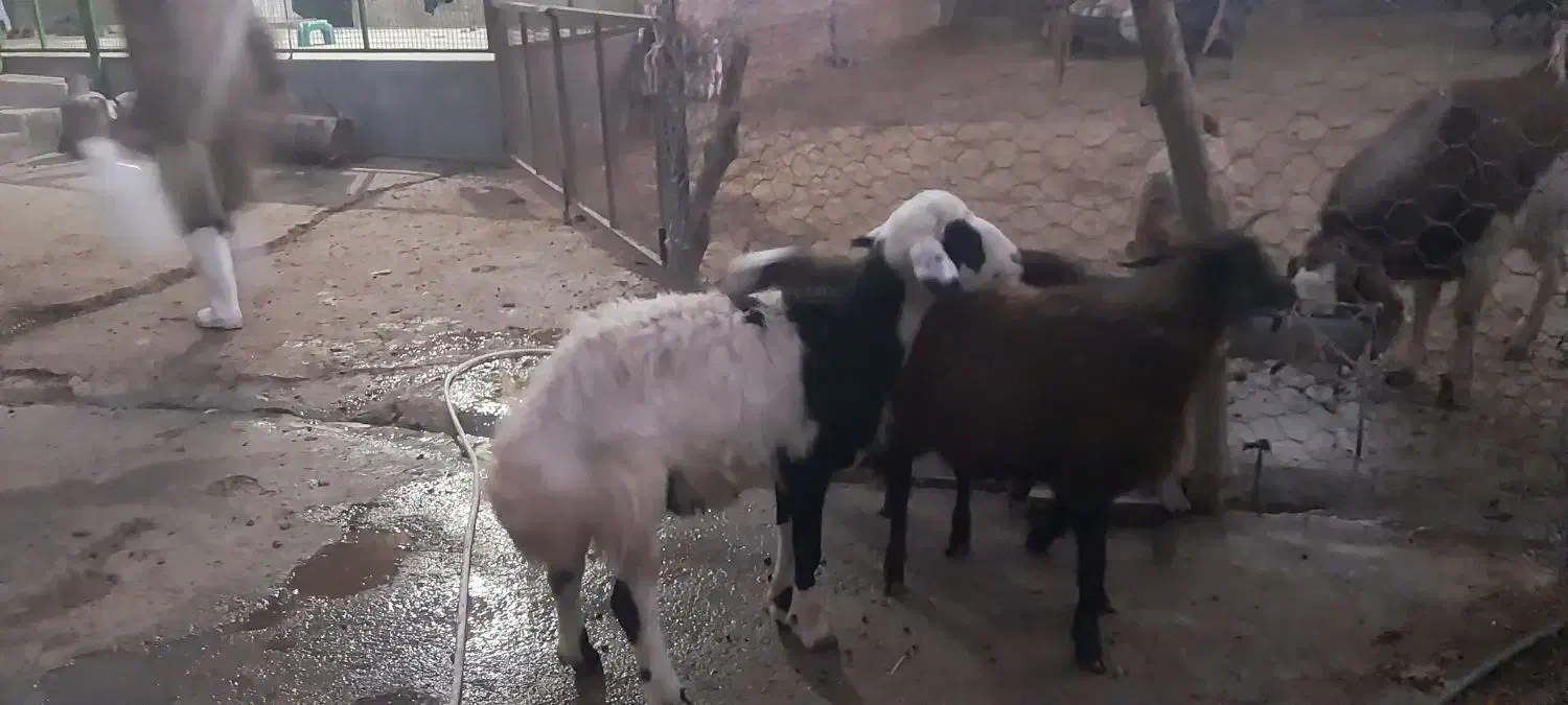 بره نر وماده پلنگی|حیوانات مزرعه|بروجرد, |دیوار