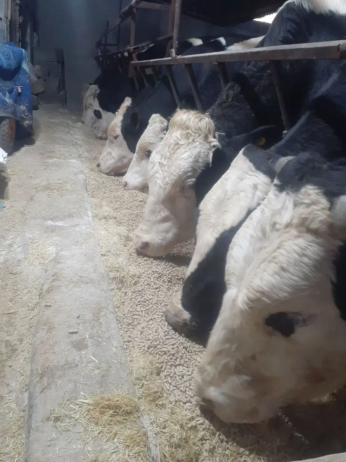 کاه  کاه نرم . پرس کاه|حیوانات مزرعه|کامفیروز, |دیوار