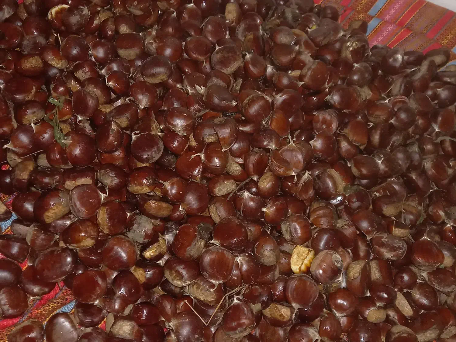 شاه بلوط محلی|خوردنی و آشامیدنی|رشت, حمیدیان|دیوار