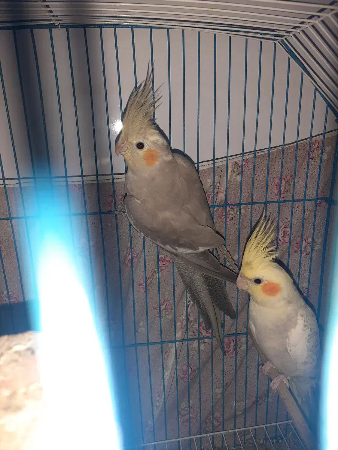 عروس هلندی|پرنده|اهواز, کوی مندلی(سه راه خرمشهر)|دیوار