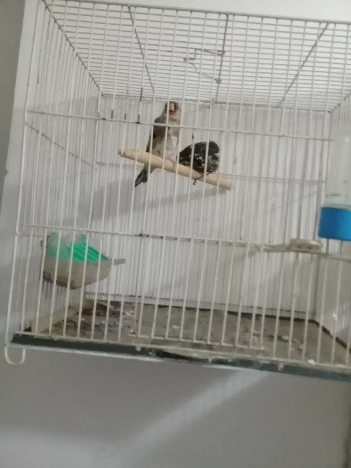 سهر خاکی|پرنده|مشهد, قائم|دیوار