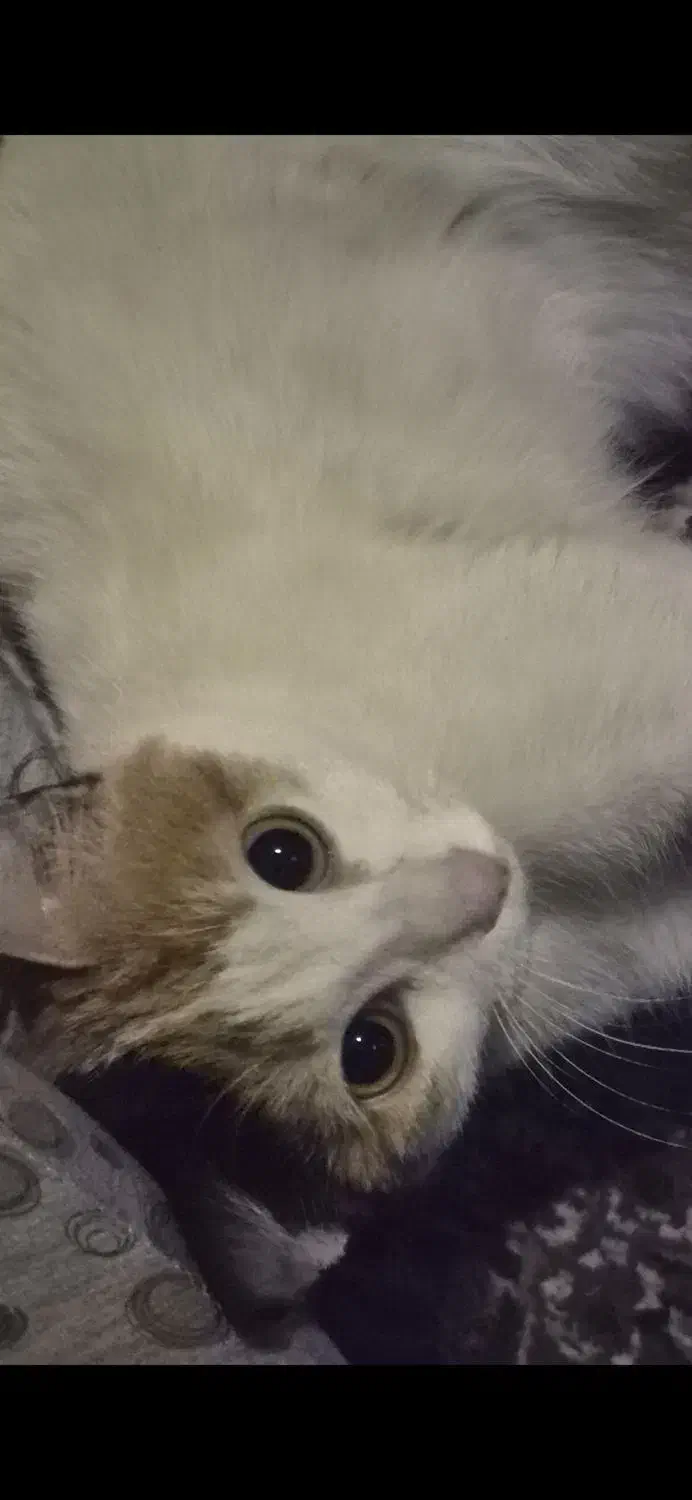 واگذاری گربه ماده|گربه|خوی, |دیوار