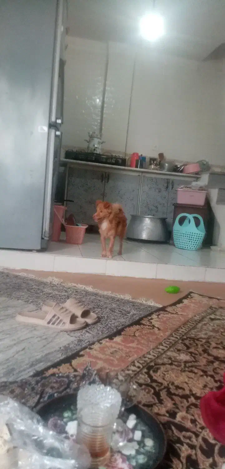 واگذاری سگ پاکوتاه|سگ|گرگان, |دیوار