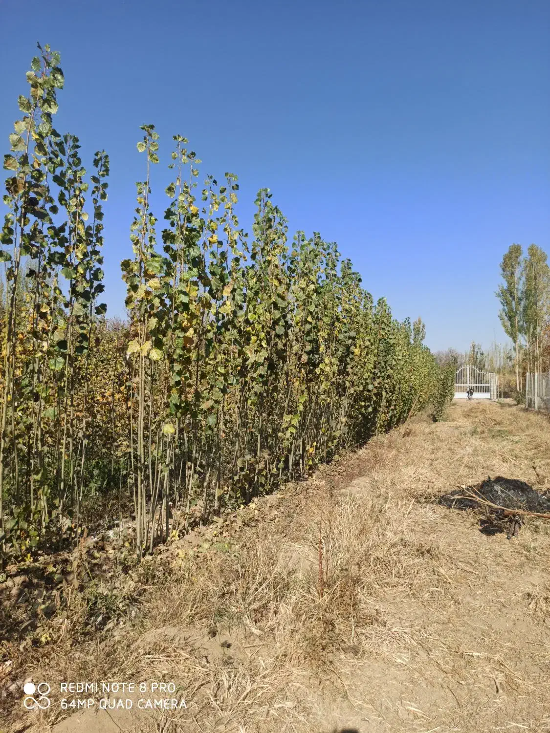 کسب و کار نهال|عمدهفروشی|میاندوآب, |دیوار