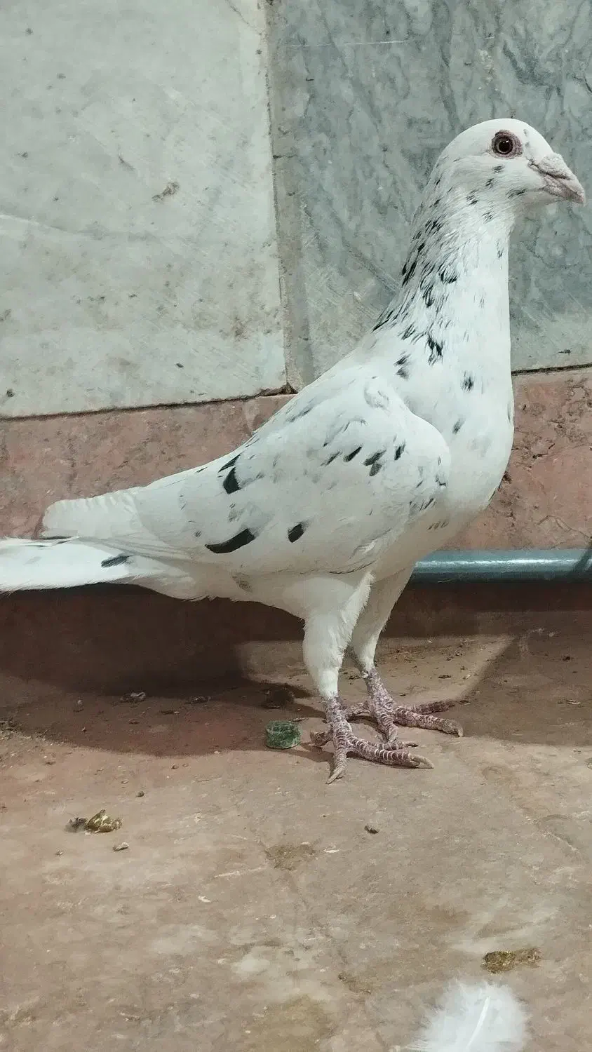 کبوتر|پرنده|چناران, |دیوار