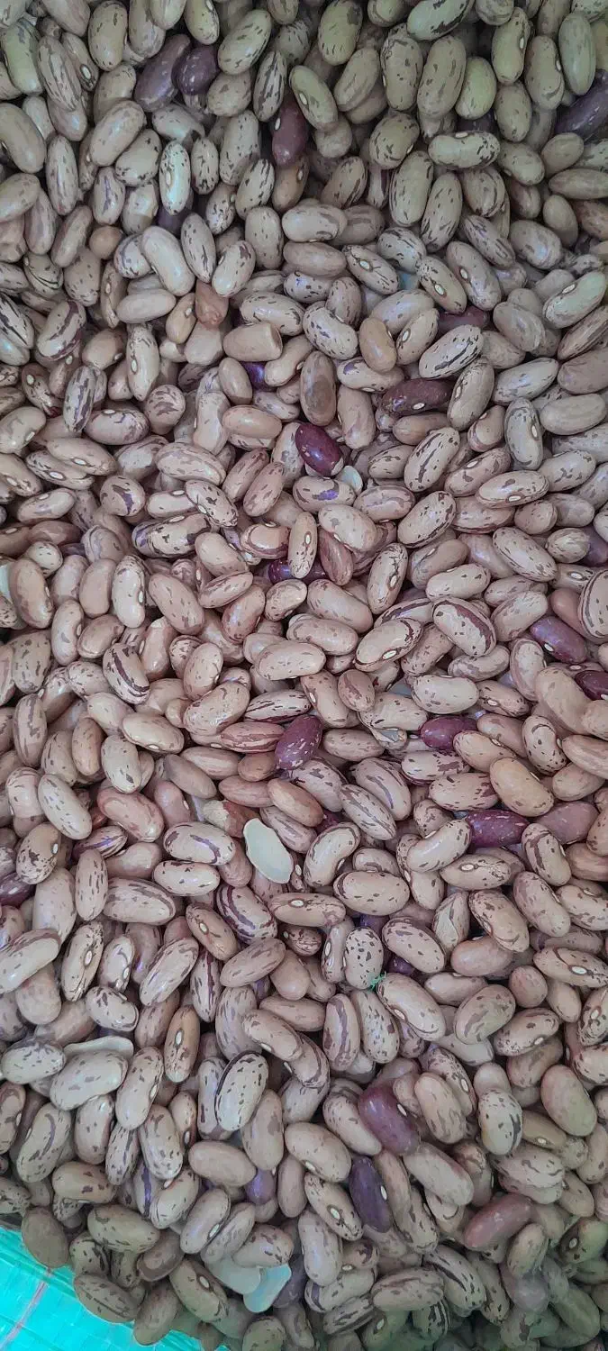 لوبیا چیتی درجه ۱|خوردنی و آشامیدنی|اهواز, کوی آغاجاری|دیوار
