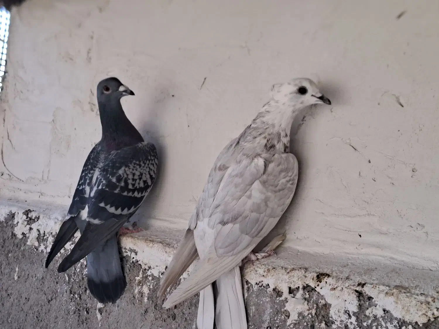 کفتر دورگ|پرنده|کاشان, عربها|دیوار