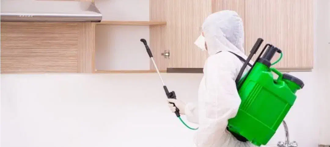 سم پاشی موریانه ، سوسک ، ساس، موش|خدمات نظافت|اصفهان, خانه اصفهان|دیوار