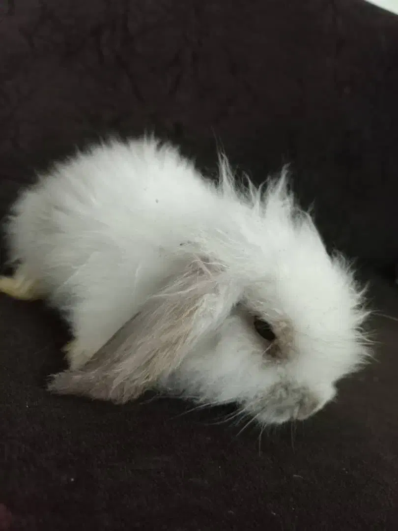 بچه خرگوش لوپ|موش و خرگوش|سیرجان, |دیوار