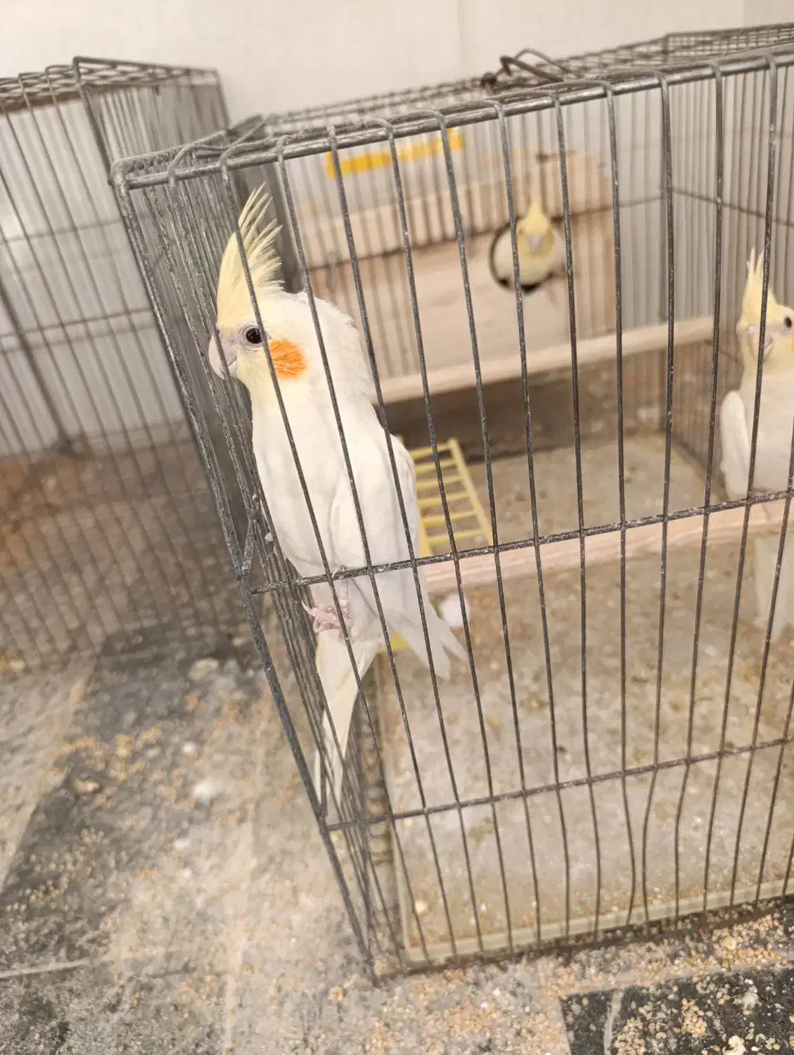 عروس هلندی|پرنده|دهاقان, |دیوار