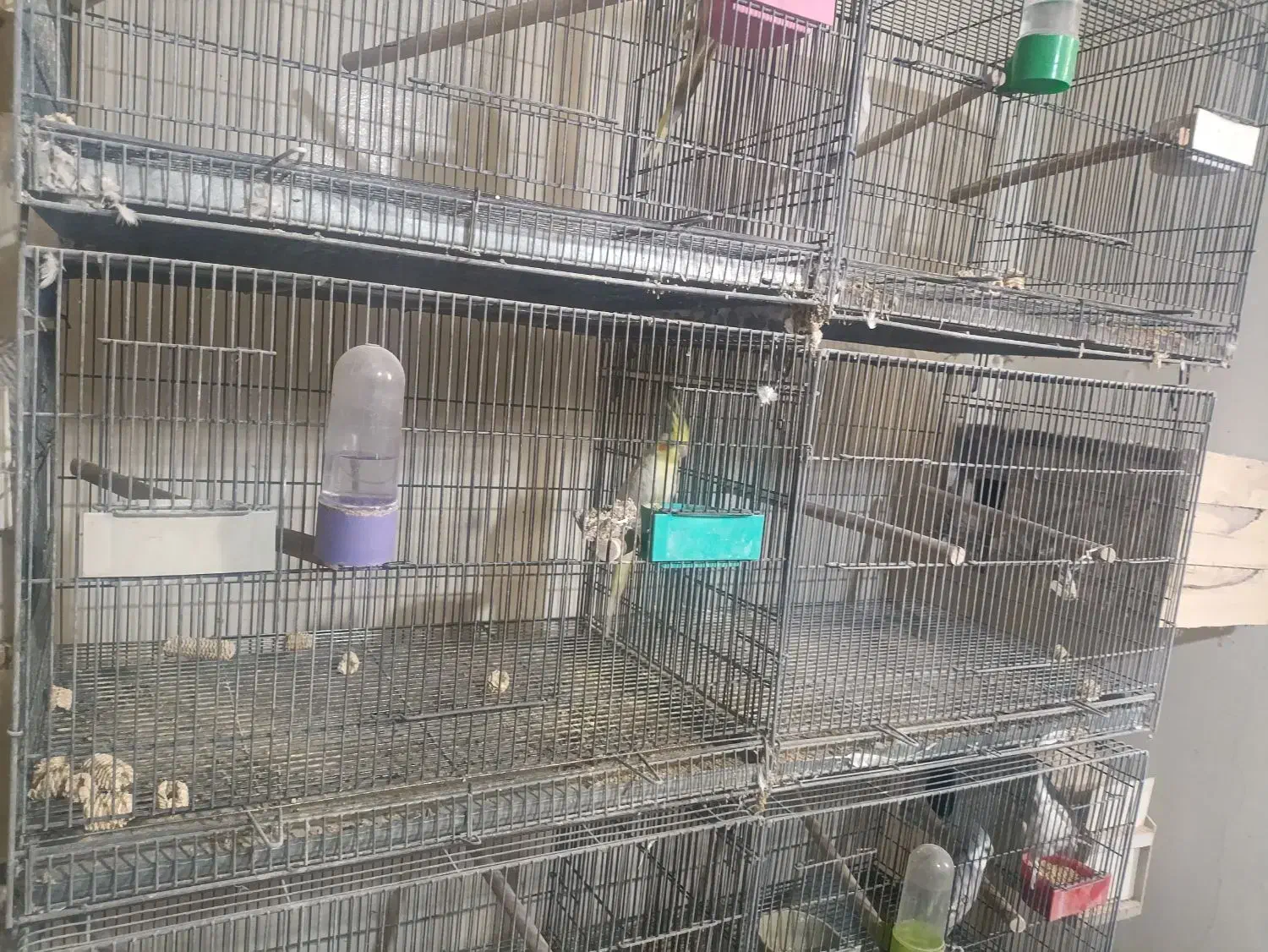 عروس هلندی البینو لوتینو|پرنده|خمینی‌شهر, |دیوار