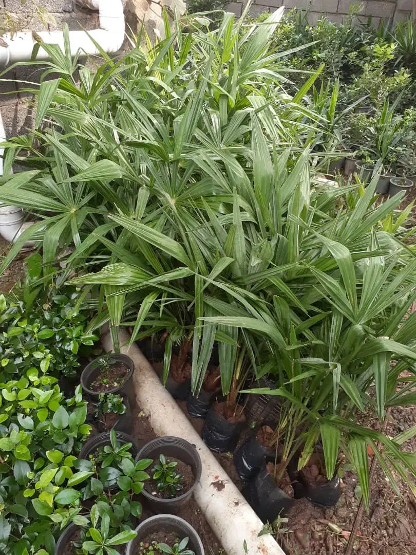 پالم لاتانیا نایلکسی|گل و گیاه طبیعی|واجارگاه, |دیوار