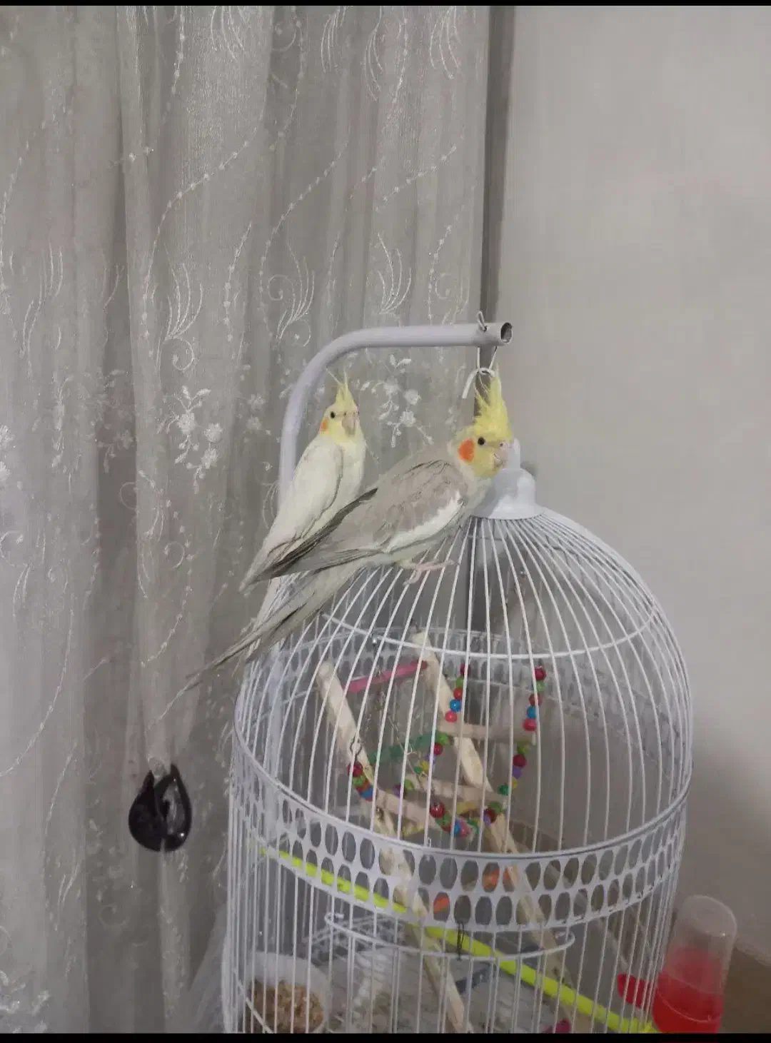 یک جفت عروس هلندی با قفس|پرنده|مشهد, کارمندان دوم|دیوار