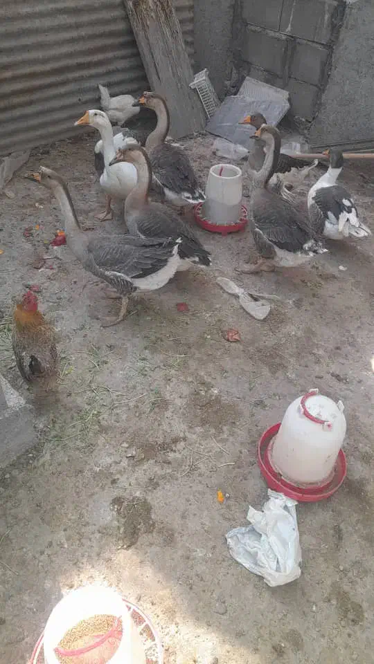 هفت عدد قوغاز بازدید اغاجاری|حیوانات مزرعه|امیدیه, |دیوار