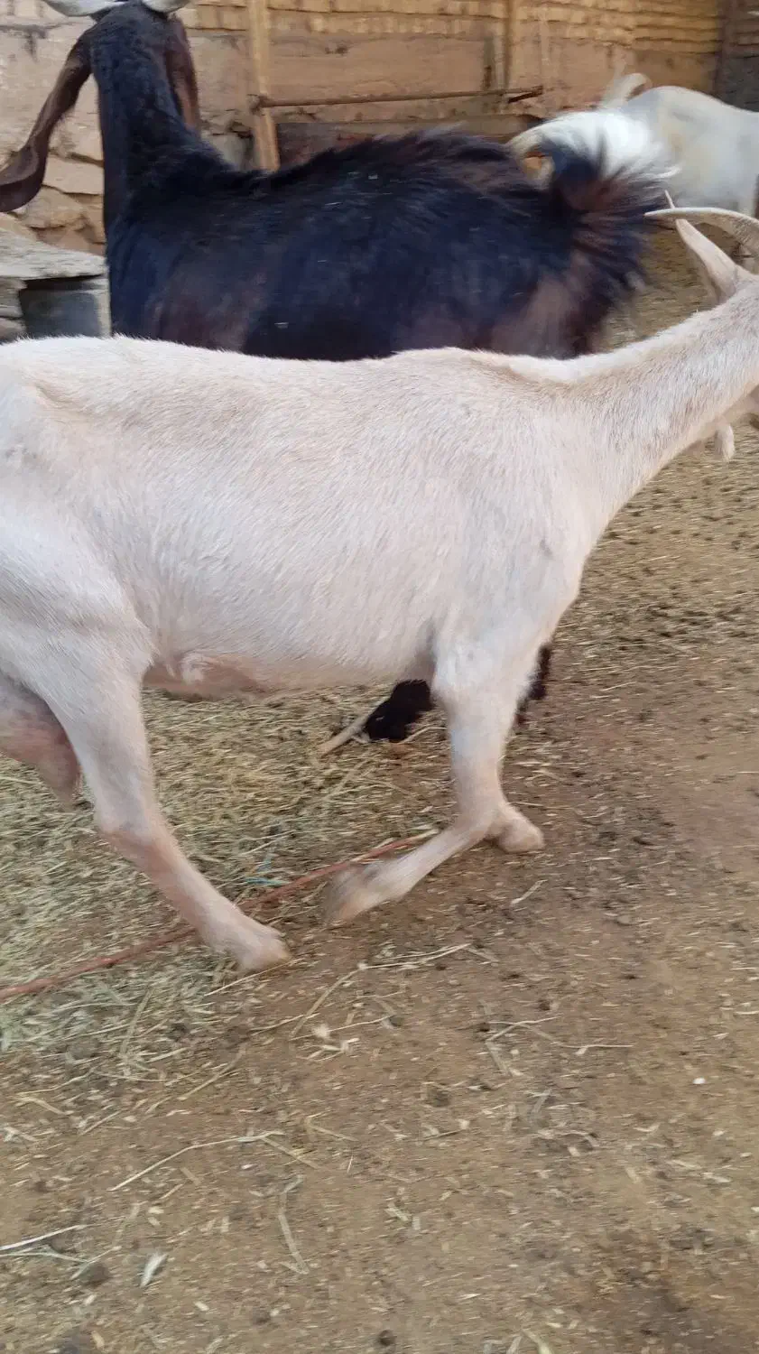 کولار سانن|حیوانات مزرعه|رحمت‌آباد, |دیوار