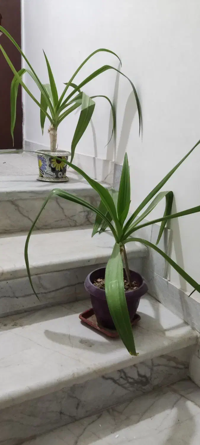 گل سوسن|گل و گیاه طبیعی|یزد, |دیوار