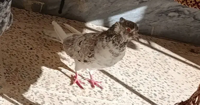 کبوتر سرور|پرنده|سامان, |دیوار