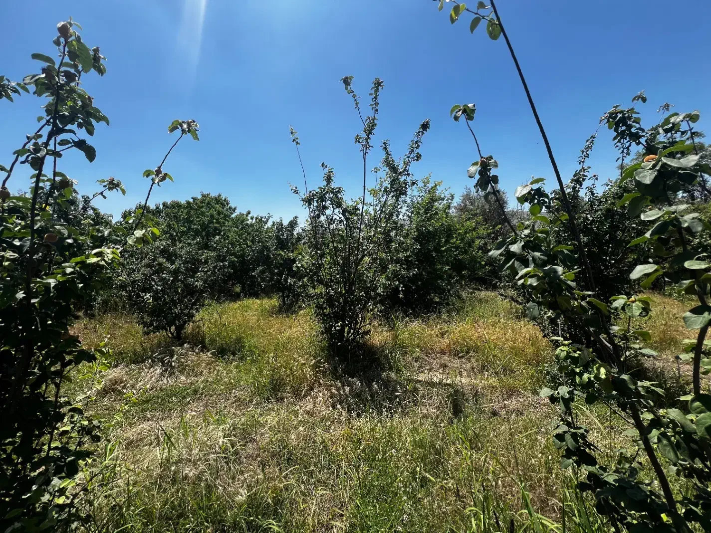 خانه باغ چوار|فروش زمین و ملک کلنگی|چوار, |دیوار