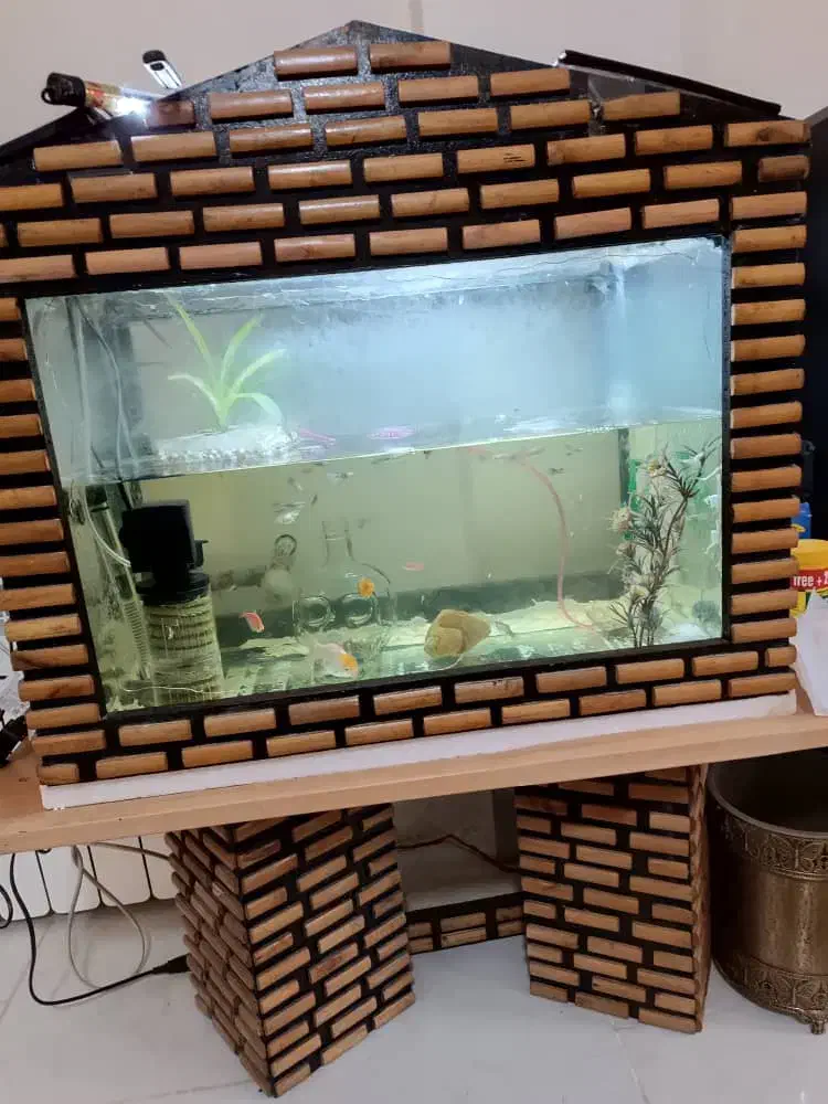 آکواریوم|ماهی|هشتگرد, فاز ۷ مهستان|دیوار