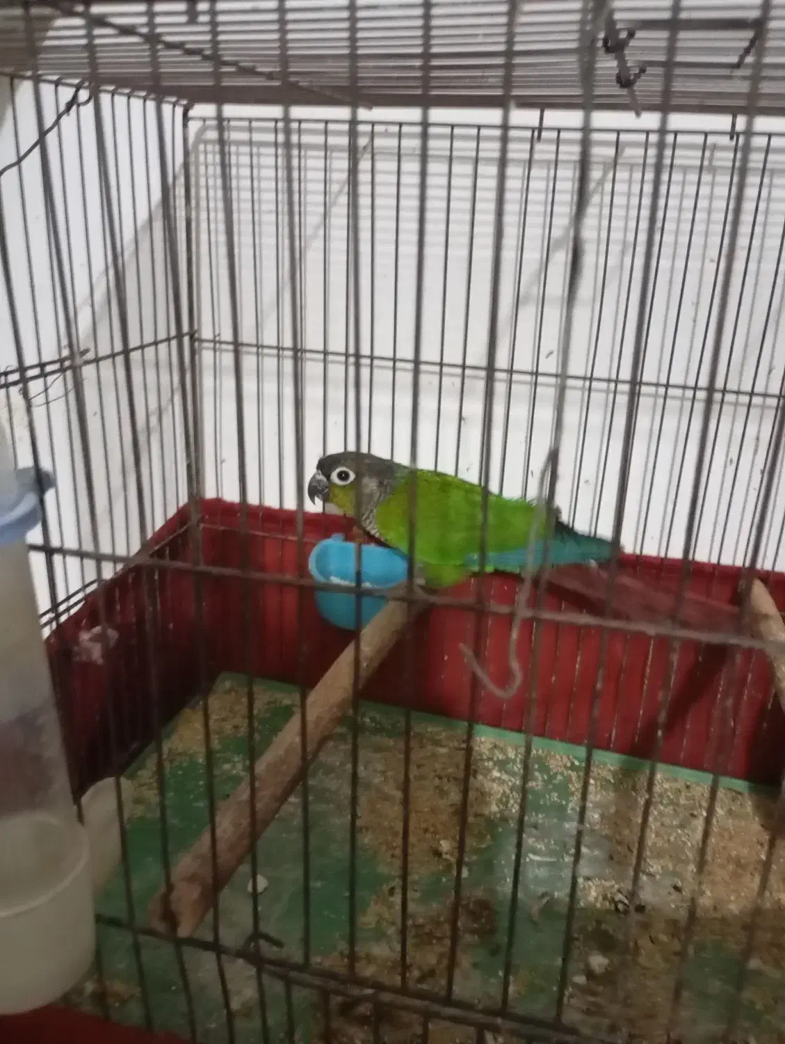 طوطی گرینچیک نر مست|پرنده|شوشتر, |دیوار