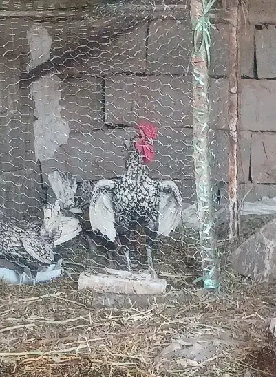 سه عدد خروس سیبرایت و یک خروس برهما|حیوانات مزرعه|فردوس (خراسان), |دیوار