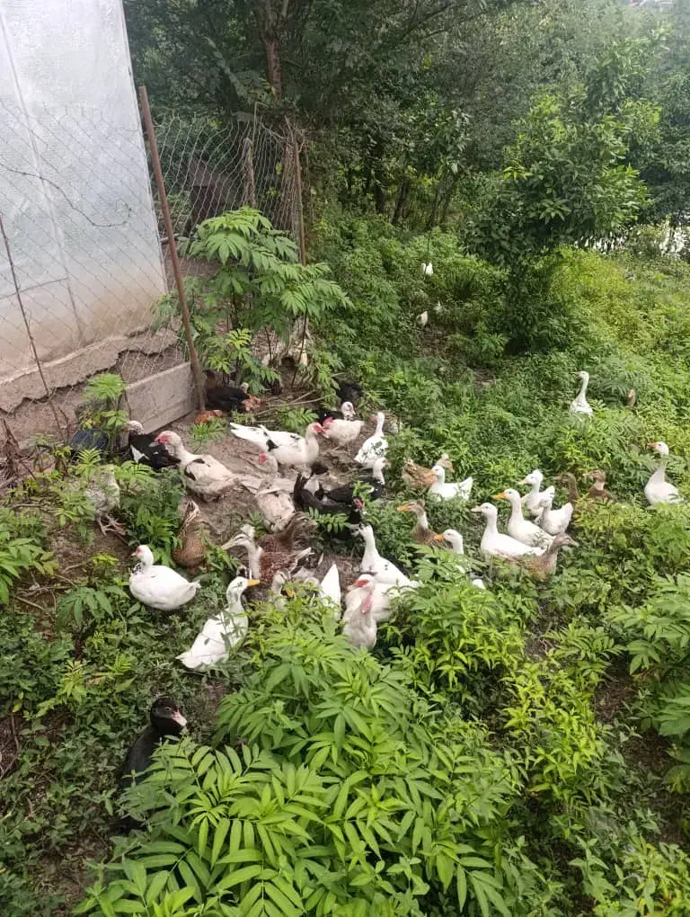 تعدادی 17عدد غاز بفروش میرسد|حیوانات مزرعه|اطاقور, |دیوار