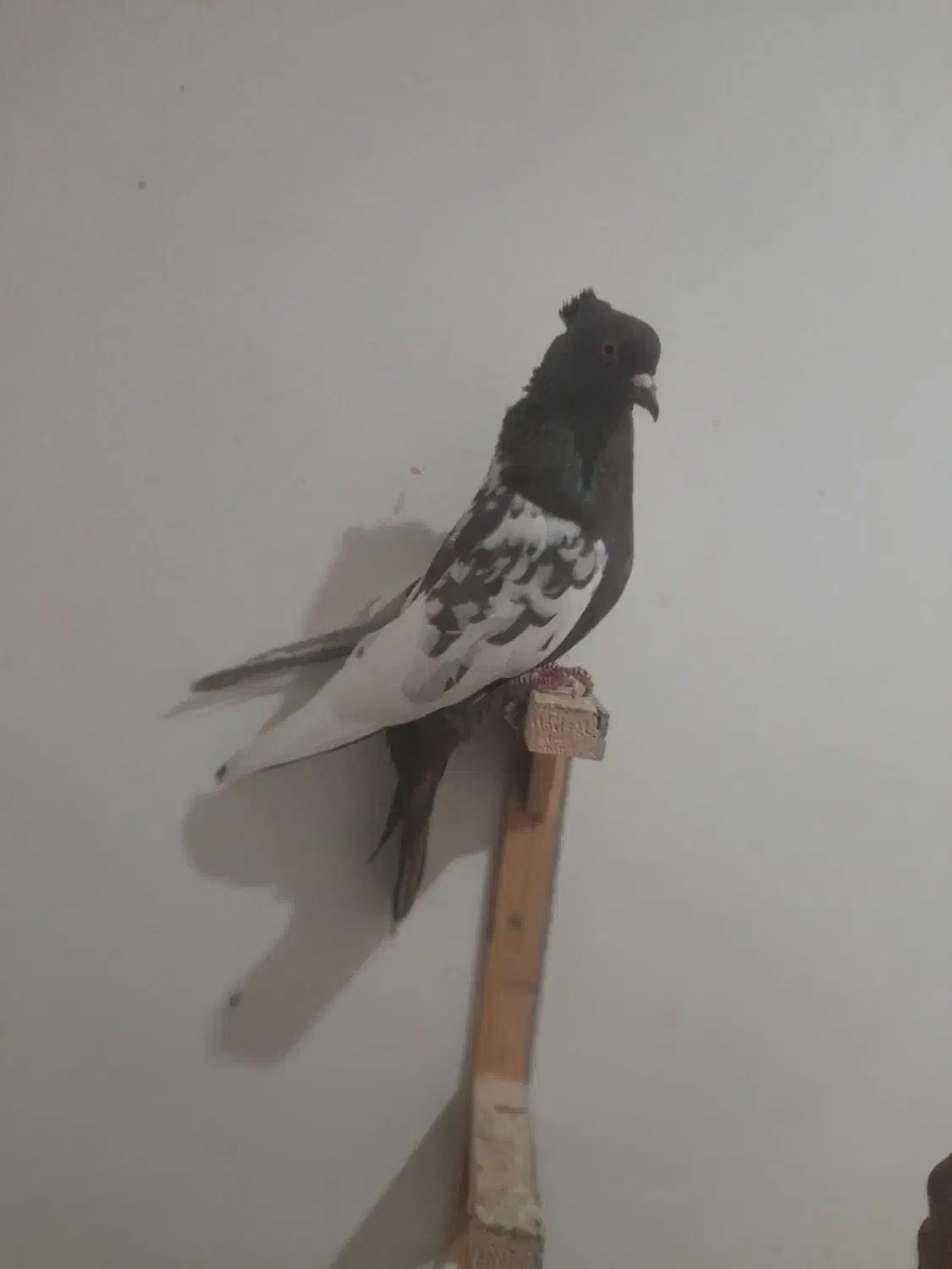 کفتر|پرنده|مشهد, آزادشهر|دیوار