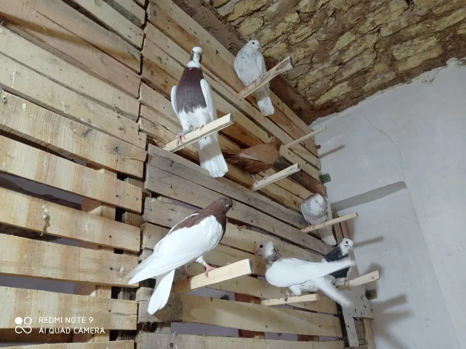 طوق سرخ سه بر دار|پرنده|مرودشت, سهل‌آباد|دیوار