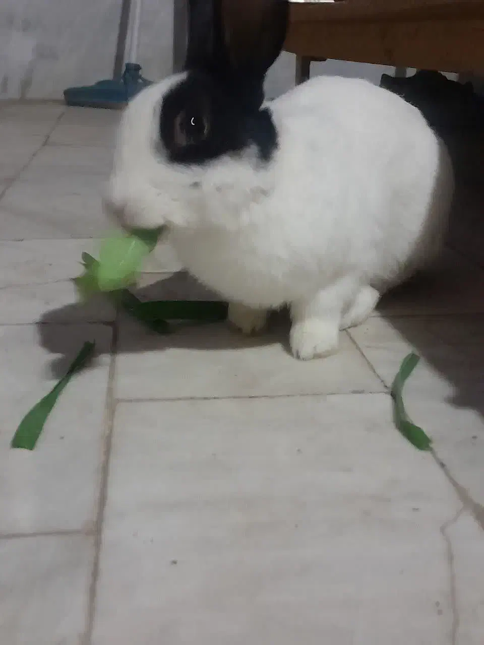 خرگوش دستی|موش و خرگوش|قم, باجک سه|دیوار