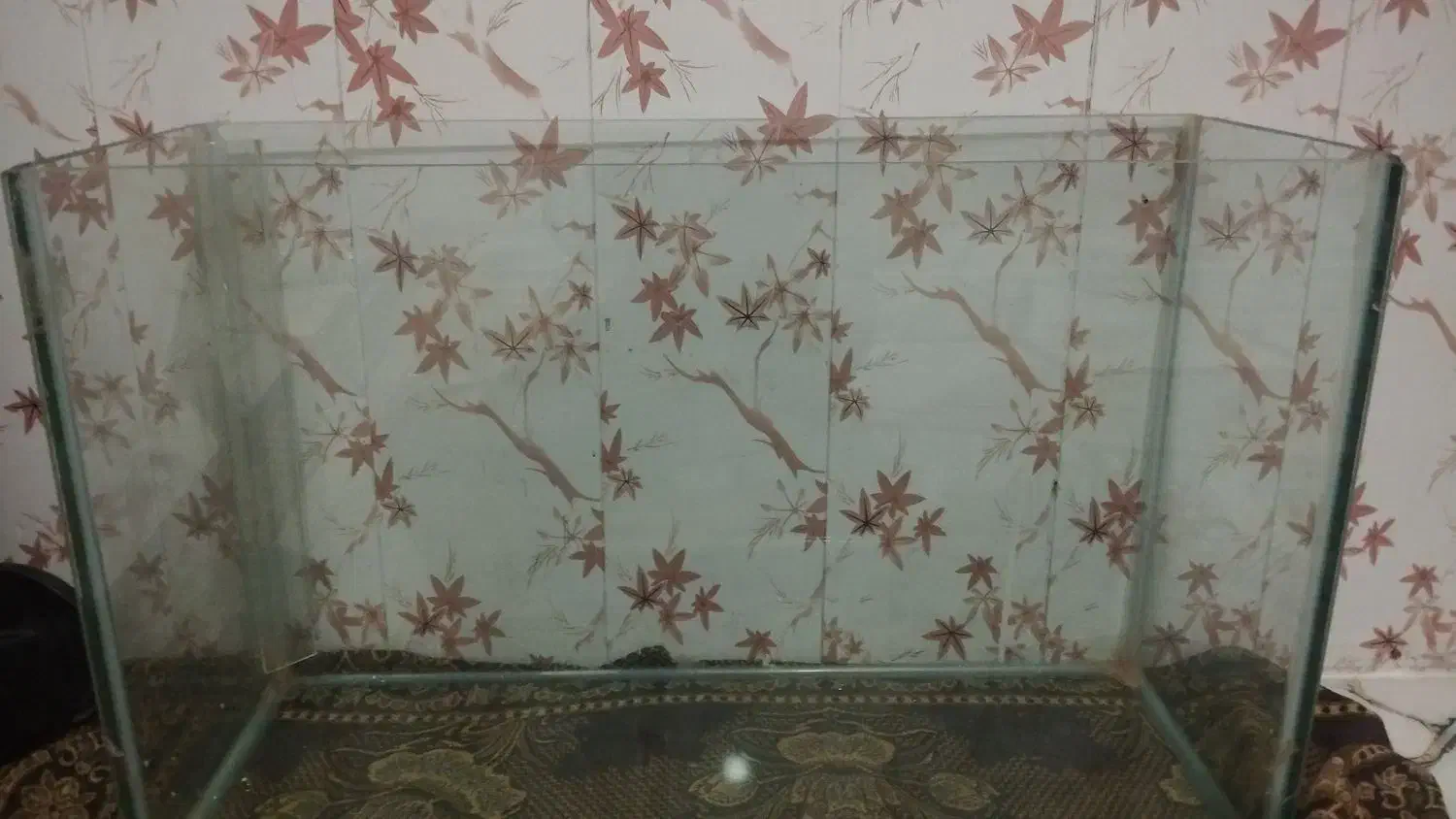 آکواریوم|ماهی|زاهدان, |دیوار