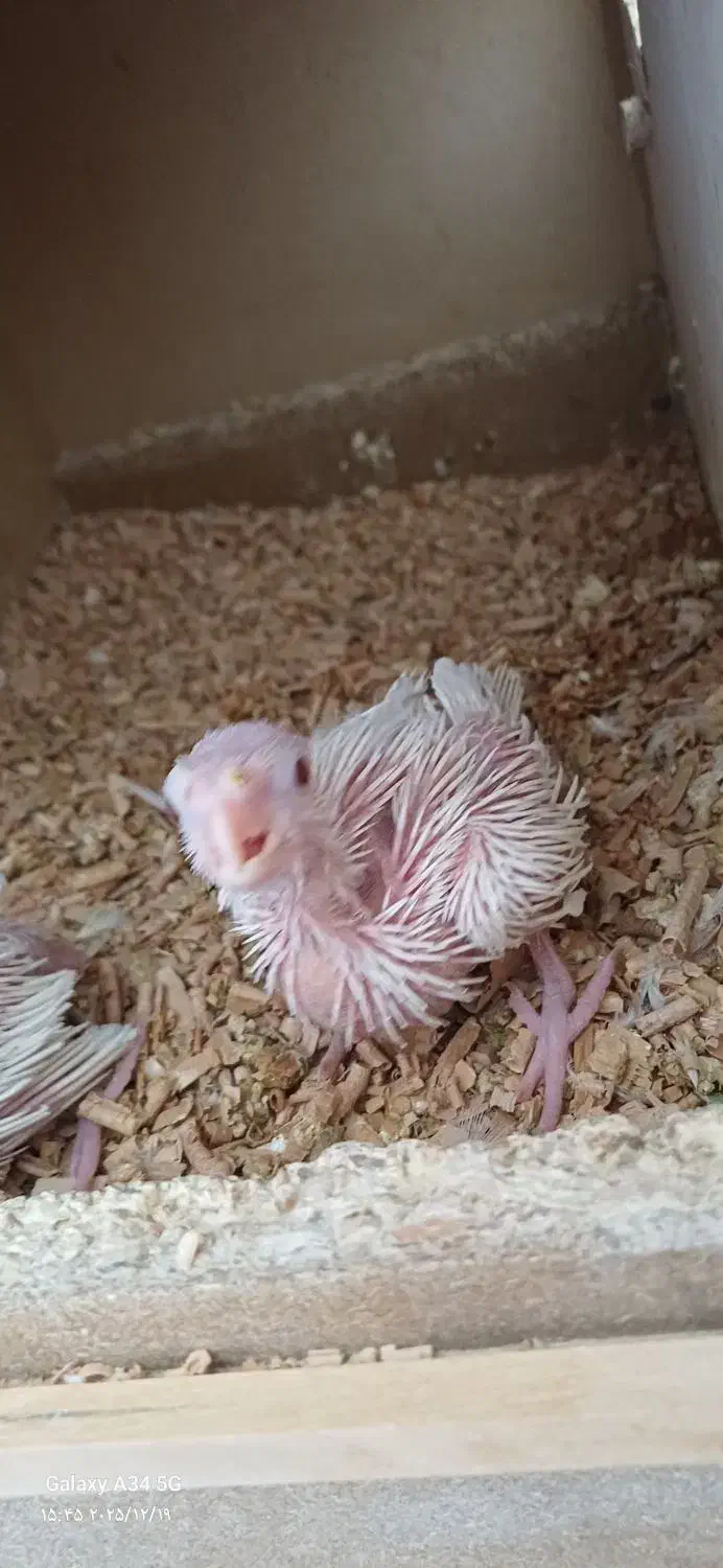 جوجه عروس هلندیی و دوتا کوتوله|پرنده|خمینی‌شهر, |دیوار